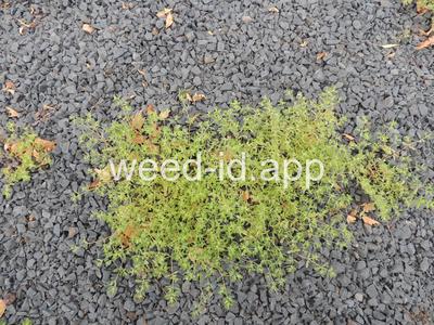 spurge, thyme-leaved