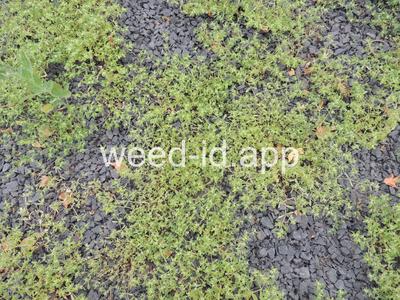 spurge, thyme-leaved