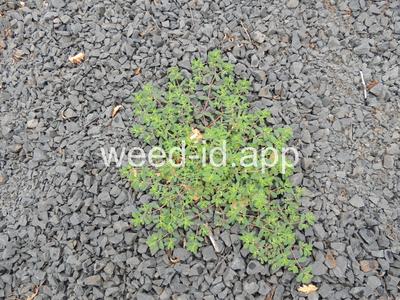 spurge, thyme-leaved