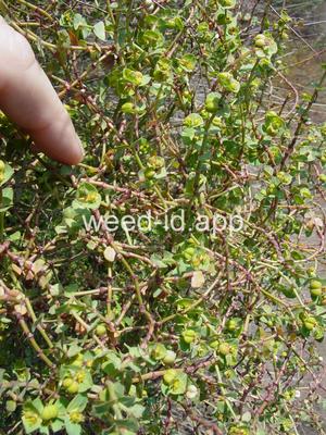 Euphorbia terracina