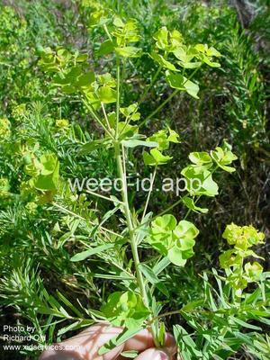 spurge, leafy