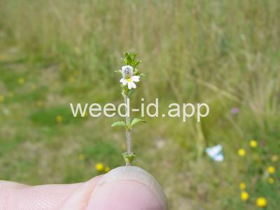 Euphrasia nemorosa