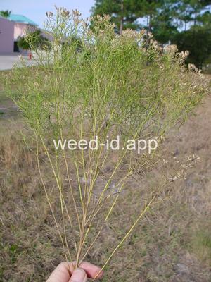 Euthamia caroliniana