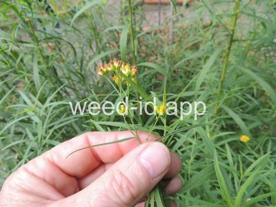 goldenrod, narrowleaf