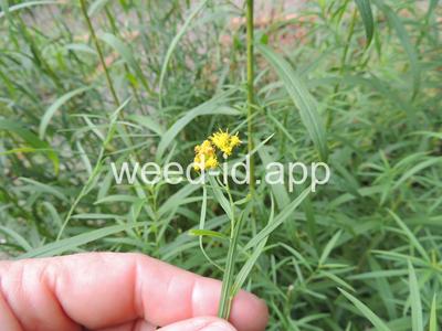 goldenrod, narrowleaf