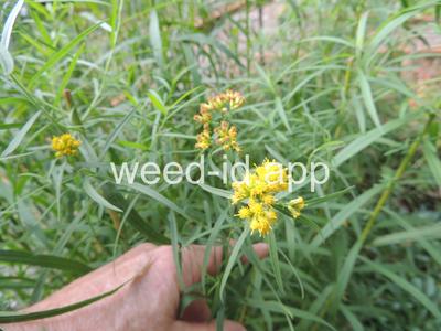 goldenrod, narrowleaf