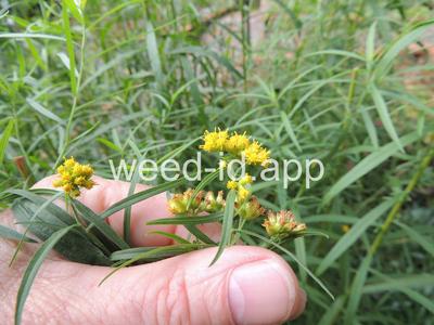 goldenrod, narrowleaf