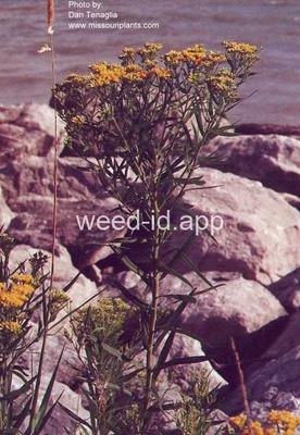 goldenrod, narrowleaf