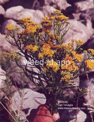 goldenrod, narrowleaf