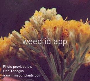 goldenrod, narrowleaf