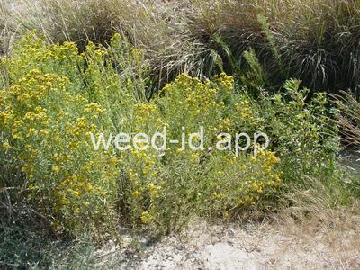 goldenrod, western