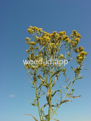 goldenrod, western