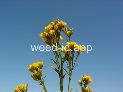 goldenrod, western