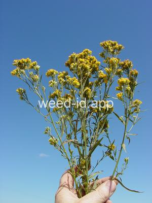 goldenrod, western