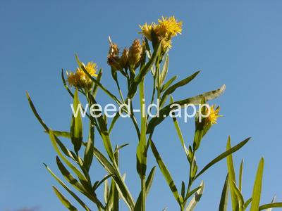 goldenrod, western