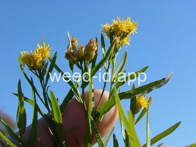 goldenrod, western