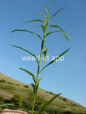 goldenrod, western