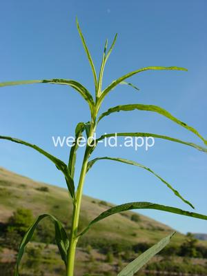 goldenrod, western