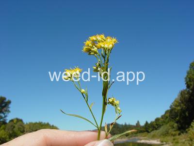 goldenrod, western