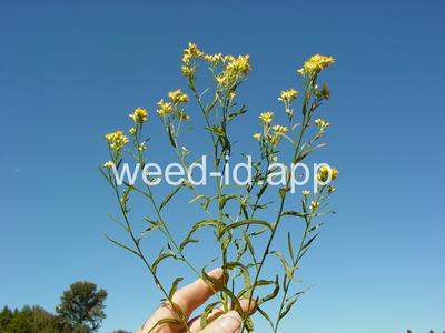 goldenrod, western