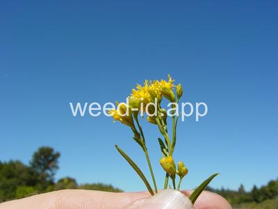 goldenrod, western