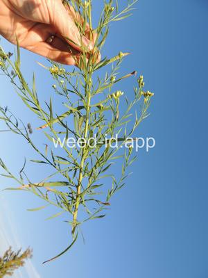 goldenrod, western