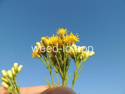 goldenrod, western
