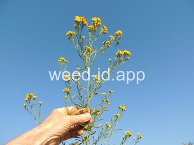 goldenrod, western