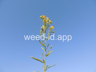 goldenrod, western