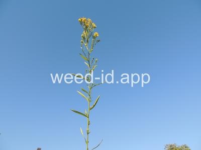 goldenrod, western