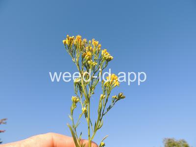 goldenrod, western