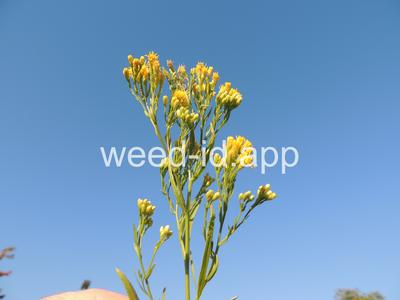 goldenrod, western