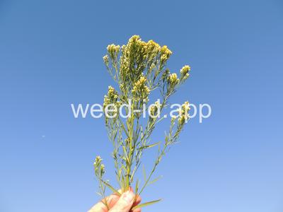 goldenrod, western