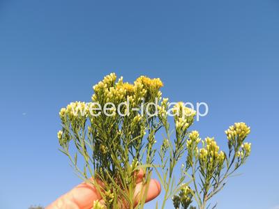 goldenrod, western