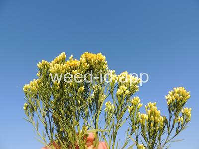goldenrod, western