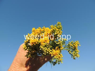 goldenrod, western