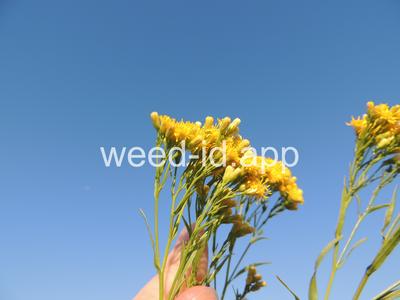goldenrod, western