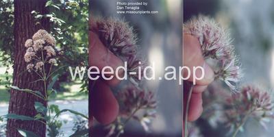 joepyeweed, sweet