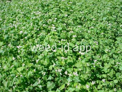 buckwheat