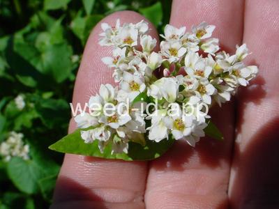 buckwheat