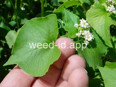 buckwheat