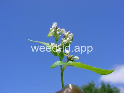 buckwheat, wild