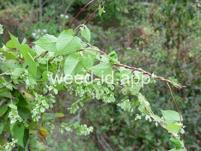 Fallopia dumetorum