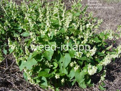 smartweed, hedge