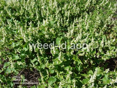 smartweed, hedge
