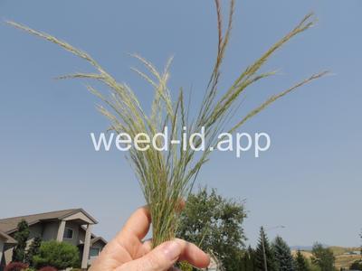Festuca myuros