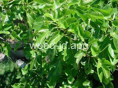 Ficus carica
