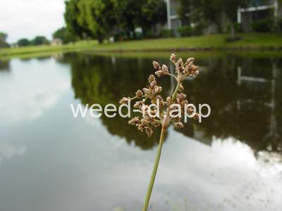 Fimbristylis cymosa