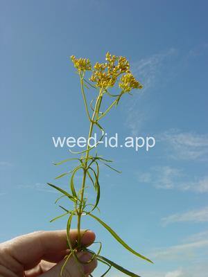 Flaveria linearis