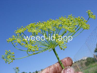 fennel